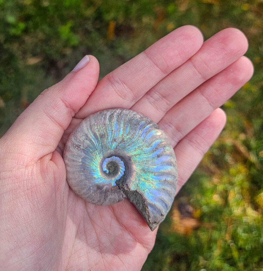 Ammonite Ammonite