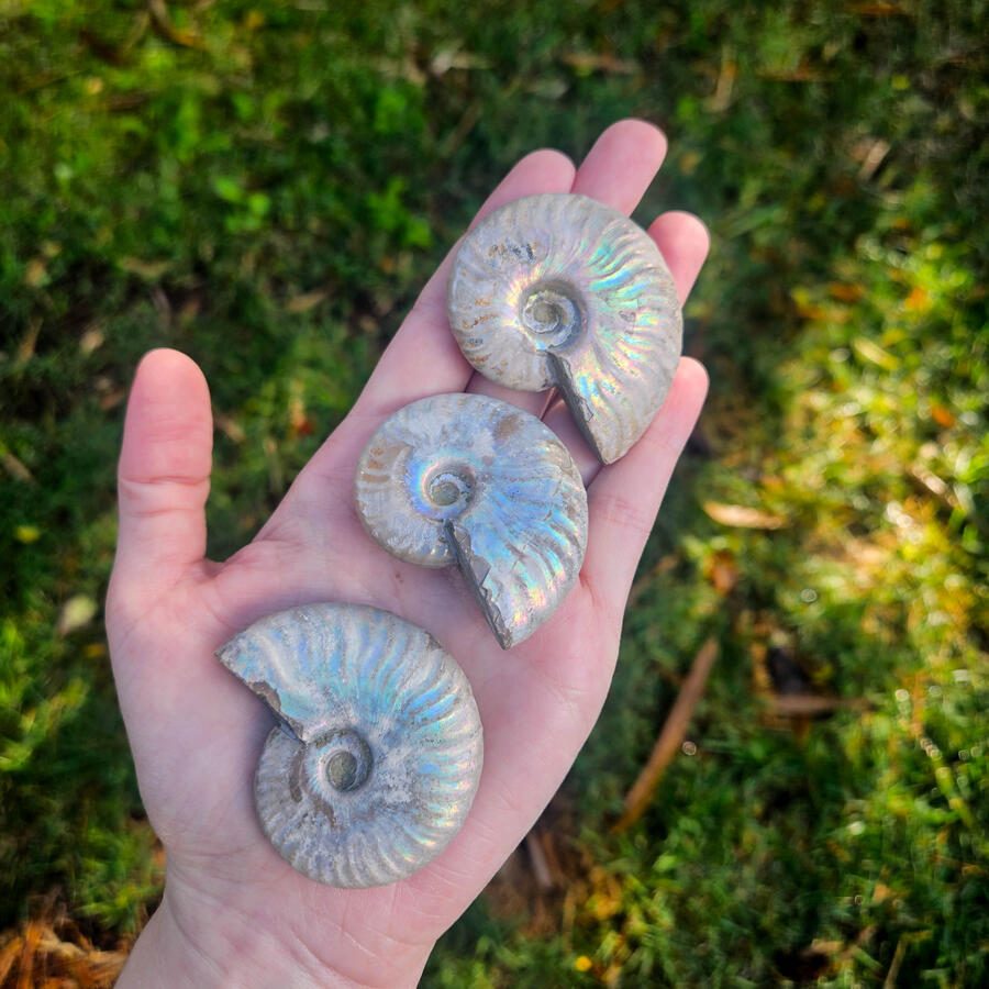 Silver Iridescent Ammonites Silver Iridescent Ammonites